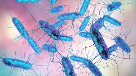 ¿Qué es la salmonella y cuáles son sus síntomas?