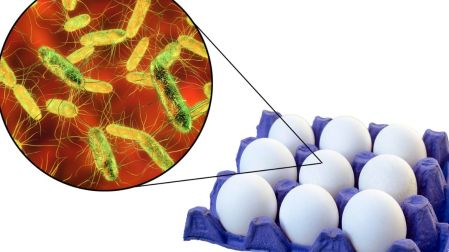 ¿Qué es la salmonella y cuáles son sus síntomas?