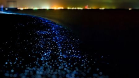 Este fenómeno se conoce como bioluminiscencia y tiene una explicación científica