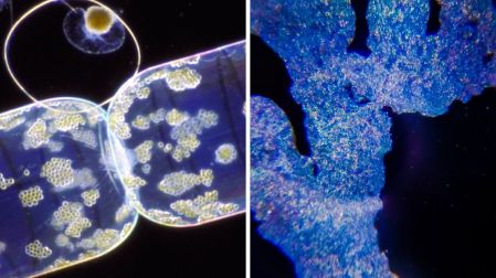 La bioluminiscencia es la capacidad que tienen algunos organismos vivos para producir luz mediante procesos químicos.