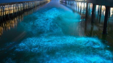 En algunos destinos, la bioluminiscencia puede observarse principalmente durante la temporada de lluvias, entre mayo y noviembre.