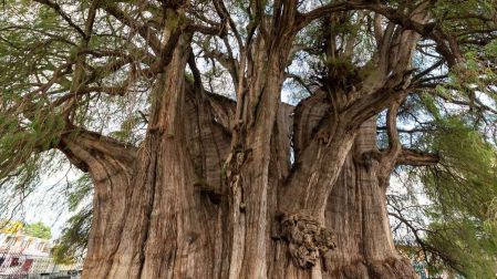 El Árbol del Tule