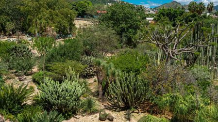 Jardín Etnobotánico
