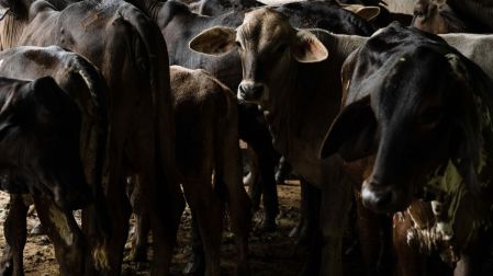 EU suaviza prohibición a ganado mexicano por gusano barrenador; carne no bajaría de precio.