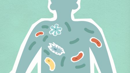 La microbiota no solo participa en la digestión