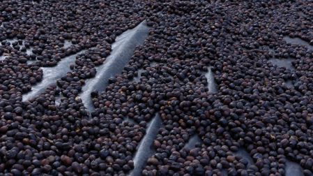 Día Internacional del Café: ¿Cuánto produce y lo que valen las exportaciones de México?