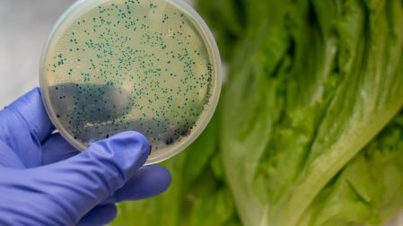 Los alimentos contaminados son una de las causas de las infecciones gastrointestinales