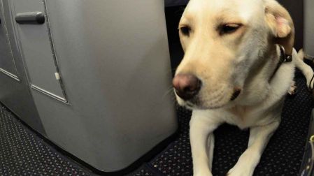 Requisitos para viajar con perro en México