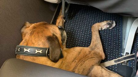 Requisitos para viajar con perro en México