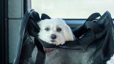 Viajar con perros en avión o autobús en México