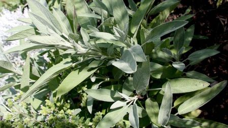 La salvia común se ha estudiado como una posible alternativa herbal para reducir algunos síntomas de la menopausia.
