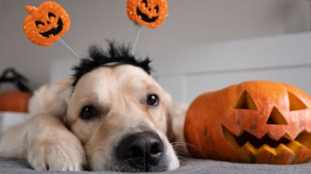 Historia de Halloween.