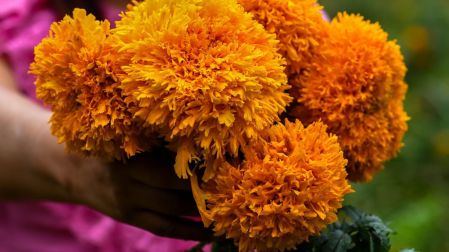 Día de Muertos: cempasúchil genera una derrama de 400 mdp anuales en México.