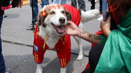 ¡También piden calaverita! Esto gastan los mexicanos en disfrazar a sus perrhijos y gathijos.