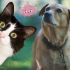 Señales de demencia senil y disfuncion cognitiva en perros y gatos