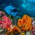 ¿Por qué son importantes los arrecifes de coral?
