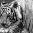 La muerte del tigre blanco Kenzo en el Estado de México revela la cruda realidad de esta mutación genética.