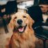 Cómo despedirse de un perro_La importancia de un adiós digno y cómo afrontar el duelo