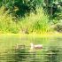 En el lago se aplicó el resguardo y protección de aves, las cuales fueron llevadas a un centro de protección
