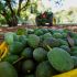 Exportaciones de aguacate repuntan 35% a EU, ¿por qué?
