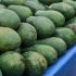 El aguacate es uno de los productos agroalimentarios más importantes para la economía nacional