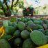Aguacate: ¿Cuánto exporta México a Estados Unidos?