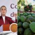 Sheinbaum revela plan para reactivar la exportación de aguacate de Michoacán a EU.