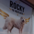 Rocky murió atropellad