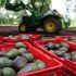 México logra acuerdo con EU para liberar más de mil toneladas de aguacate