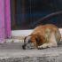 Los restos del perrito fueron enterrados por los vecinos en un jardín cercano