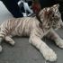 El tigre blanco albino es una especie considerada en peligro de extinción