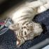 La cachorra de tigre de Bengala blanco asegurada en la Ciudad de México es trasladada a la Fundación Invictus en Pachuca, Hidalgo.