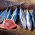 Japón y México acuerdan aumentar 25% la pesca de atún rojo en el Pacífico.