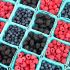 México incrementa 2% sus exportaciones de frutos rojos y mantiene liderazgo mundial.