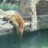 Acusan descuido y abandono de animales en el Zoológico de Aragón