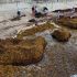 Consulta en tiempo real qué playas están libres de sargazo en Quintana Roo usando el semáforo del CEMAS, la Red de Monitoreo y los reportes de la SEMAR.