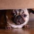 ¿Cómo calmar a los perros por los cohetes el 15 de septiembre?
