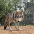 El lobo mexicano enfrenta nuevos desafíos para su recuperación en vida silvestre, pese a los avances registrados durante décadas para evitar su extinción, advirtió la Asociación de Zoológicos, Criaderos y Acuarios de México (AZCARM).La organización señaló que la conservación de esta especie no depende únicamente de las medidas que adopten México y Estados Unidos, sino también de las condiciones que existan en los territorios donde se realizan las reintroducciones.De acuerdo con Ernesto Zazueta, presidente de la AZCARM, en México persisten problemas como la cacería, el envenenamiento de fauna, la falta de vigilancia y la débil aplicación de la legislación ambiental.El especialista consideró que uno de los principales retos es lograr que las comunidades y los ganaderos que comparten territorio con el lobo mexicano encuentren beneficios en su conservación.Como ejemplo, mencionó el trabajo realizado durante alrededor de 15 años en los ejidos El Tarahumar y Bajíos del Tarahumar, en Tepehuanes, Durango, donde recientemente fueron liberados ocho ejemplares.La reintroducción fue aprobada por la asamblea comunitaria, luego de un proceso de diálogo y trabajo científico.Los lobos fueron preparados para recuperar sus habilidades naturales de cacería y cuentan con collares satelitales para conocer sus desplazamientos y evaluar su adaptación al entorno.La información obtenida mediante este monitoreo también puede contribuir a determinar con evidencia posibles interacciones de los ejemplares con el ganado.La AZCARM destacó que la recuperación del lobo mexicano tiene efectos que van más allá de la conservación de una especie, debido a su papel como depredador tope y su relación con el equilibrio de los ecosistemas de la Sierra Madre Occidental.Zazueta sostuvo que México debe fortalecer acciones como la vigilancia, el monitoreo científico, la protección de corredores biológicos y los programas de prevención y compensación para productores afectados por depredadores.Recordó que la población actual del lobo mexicano desciende de siete ejemplares y que su recuperación ha sido posible gracias a programas de reproducción, manejo genético y conservación desarrollados durante décadas en México y Estados Unidos.La meta del programa binacional de recuperación es alcanzar una población estable en vida silvestre, para lo cual, señaló la asociación, todavía existen importantes tareas pendientes en territorio mexicano.
