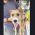 Loky, perrito rechazado en Edomex