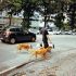 Robo de perros en CDMX