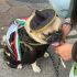 Bruno, un  perro pug de cuatro años, asistió vestido de gala a los festejos patrios en la Alcaldía Benito Juárez