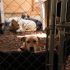 Perros del Refugio Franciscano en Cuajimalpa