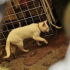 Vecinos piden intervención de autoridades ante presunto maltrato animal en Venustiano Carranza