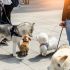 Alista el Senado ley contra la crueldad animal; prevé arrestos y multas de hasta 234 mil pesos.