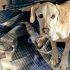 Tras denuncia de presunto abandono, aseguran a perrita en CDMX