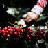 Día Internacional del Café: ¿Cuánto produce y lo que valen las exportaciones de México?