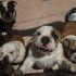 Rescatan a 48 perros bulldog de criadero clandestino