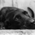 Día del Perro Negro