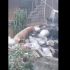Perros abandonados en Tlalpan