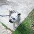 Muere “Boby Boroboy”, el perrito rescatado de una azotea en Tacubaya